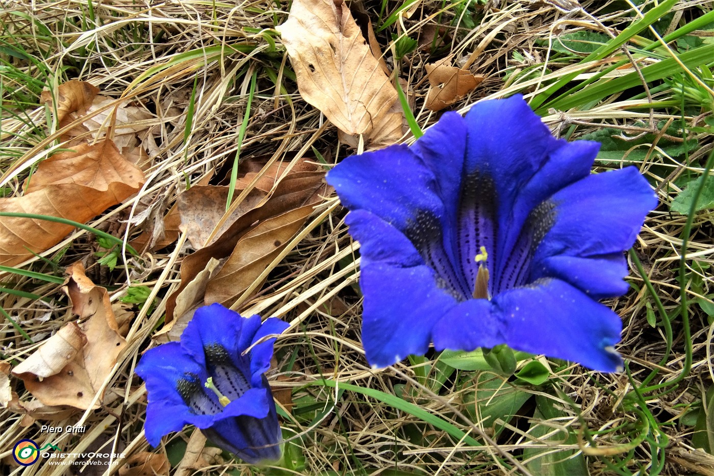 91 Genziana di primavera (Gentiana vernus).JPG